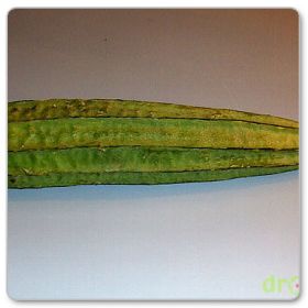 Trukwa ostrokątna - roślina gąbka (Luffa acutangula)