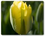 Tulipan Viridiflora 'Yellow Spring Green'