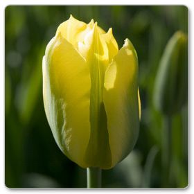 Tulipan Viridiflora 'Yellow Spring Green' (Tulipa 'Yellow Spring Green')