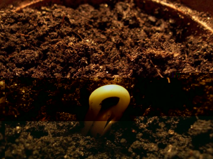 Obraz 281_800x600.jpg