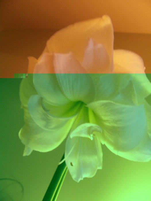 Obraz 248_576x768.jpg