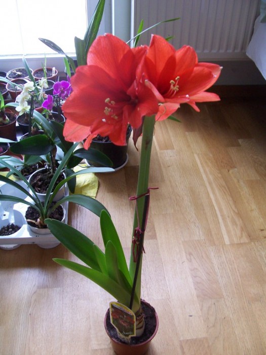 Obraz 259_576x768.jpg