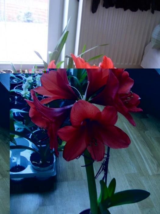 Obraz 260_576x768.jpg