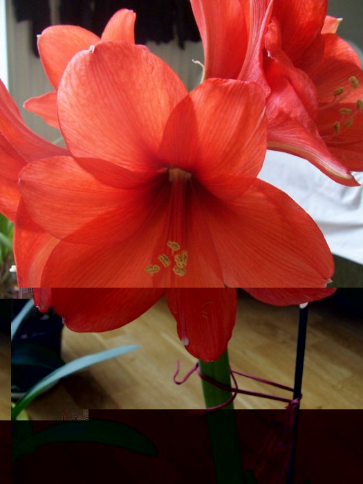 Obraz 262_576x768.jpg