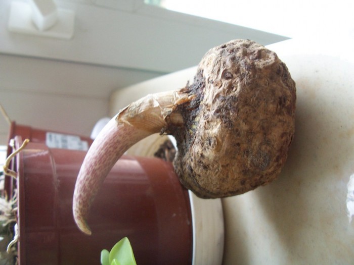 Obraz 226_1024x768.jpg