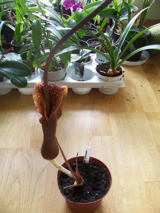 Obraz 267_576x768.jpg