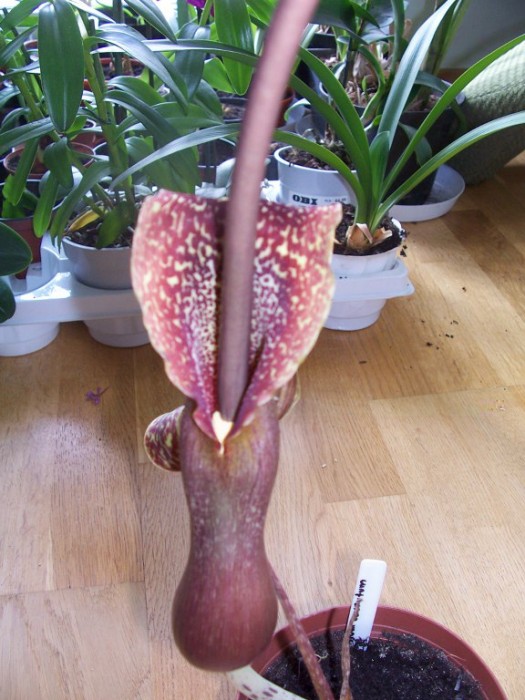 Obraz 268_576x768.jpg