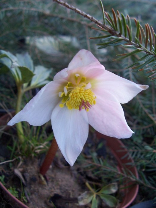 Obraz 293_576x768.jpg