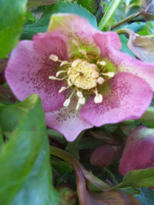 Obraz 296_576x768.jpg