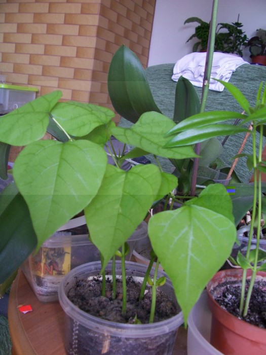 Obraz 337_576x768.jpg