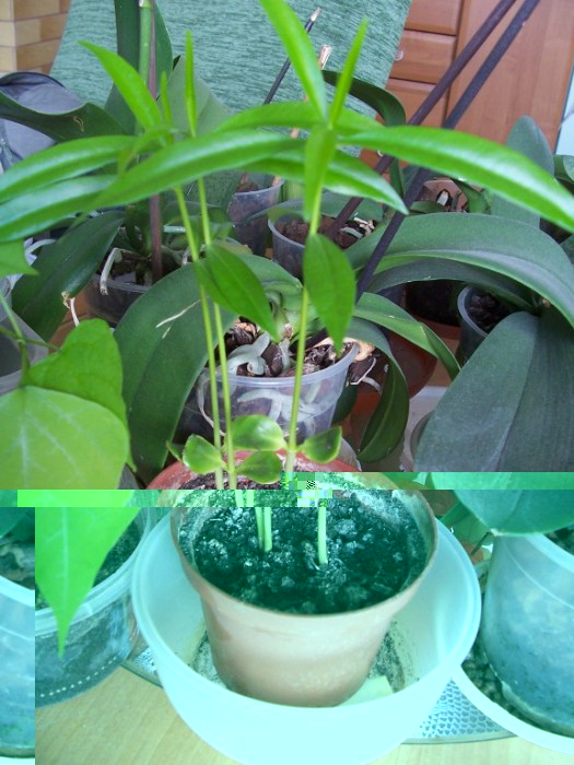 Obraz 338_576x768.jpg (117.4 KiB) Przeglądane 916 razy Obraz 338_576x768.jpg