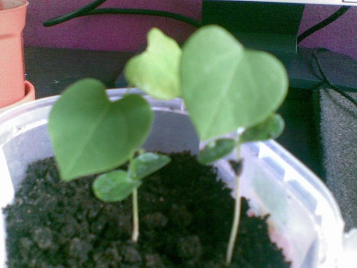 Judaszowiec. Chyba....jpg