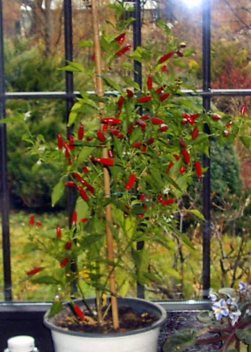 Jin Dhungu listopad.jpg