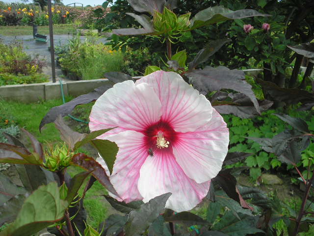 Hibiskus bylinowy rozowy.jpg