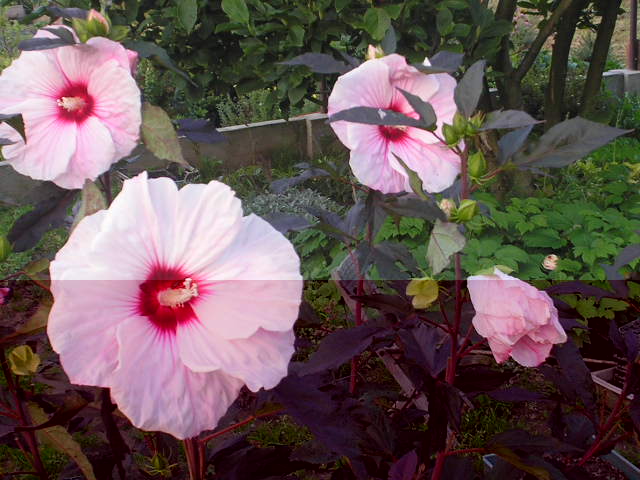 Hibiskus bylinowy różowy.jpg