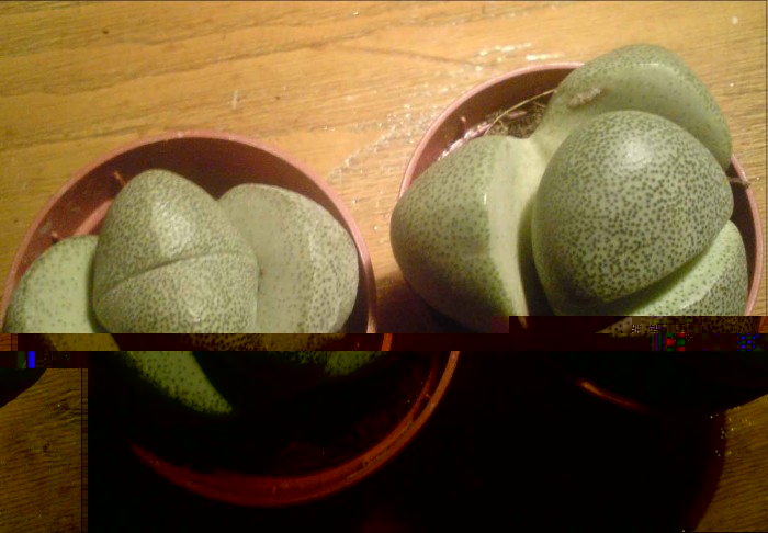 Bez nazwy 1 kopia.jpg