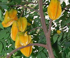 oto owoc / =_thumb.jpg =_thumb.jpg