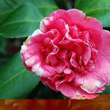 Camellia.jpg
