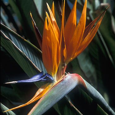 Strelitzia Reginae.jpg