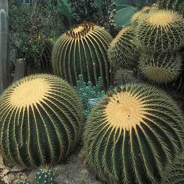 Echinocactus Grusoni.jpg