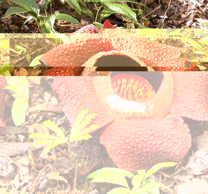Rafflesia A.jpg