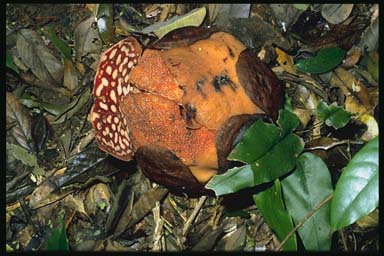 otwierający się pąk.jpg