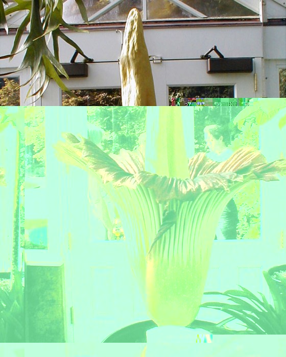 Rafflesia prywatnie.jpg