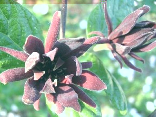 oto mój kielichowiec... / 775b459537d331d5med.jpg 775b459537d331d5med.jpg