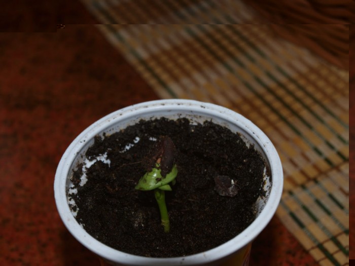 chimonanthus2.jpg (157.83 KiB) Przeglądane 984 razy chimonanthus2.jpg