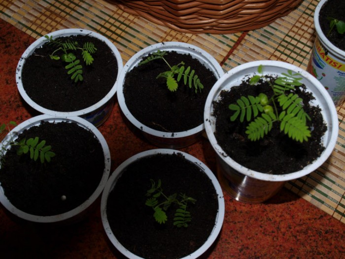 albicja2.jpg (204.12 KiB) Przeglądane 954 razy albicja2.jpg