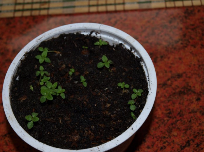 paulownia2.jpg (212.89 KiB) Przeglądane 954 razy paulownia2.jpg