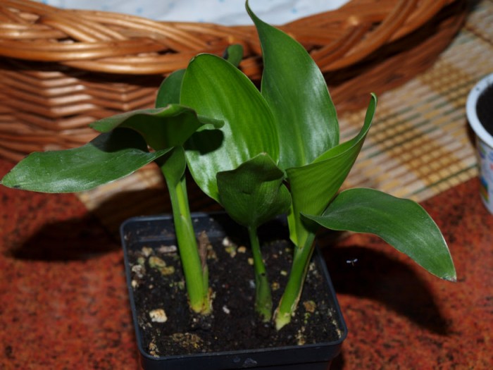 strelicja2.jpg (171.61 KiB) Przeglądane 954 razy strelicja2.jpg