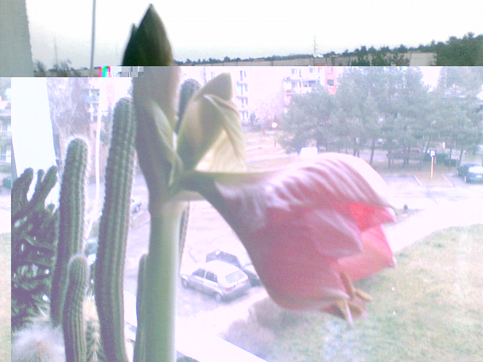 A to moj amarylis!.jpg