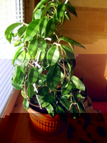 Hoja Woskownica01.jpg