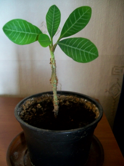 100_5154.jpg 100_5154.jpg