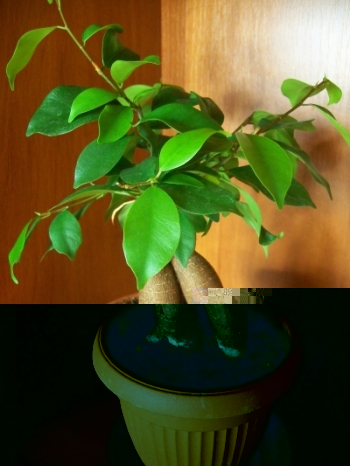 Ficus Bonsai Retuza.jpg