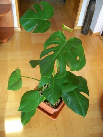Monstera Delicjosa.jpg