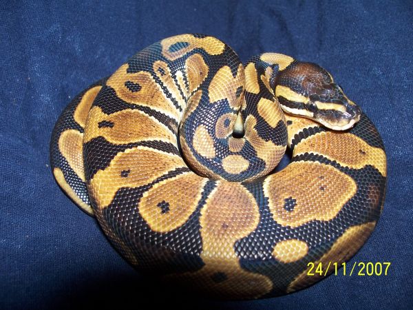 P. regius samiec sibling.jpg