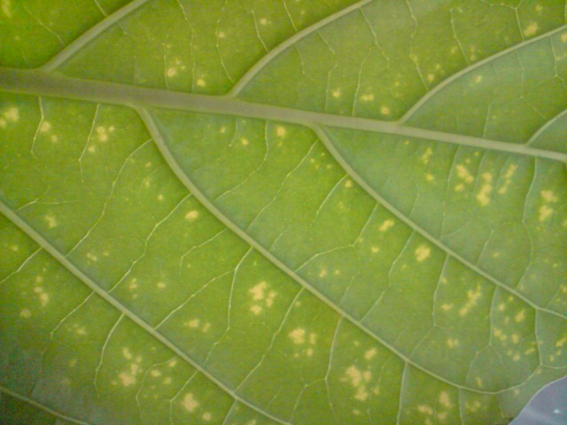 P050310_15.52.JPG P050310_15.52.JPG