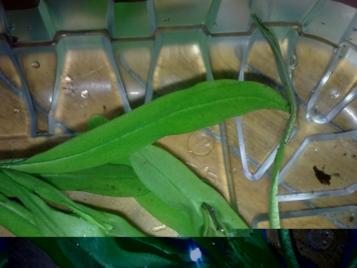 rośl2.jpg (158.15 KiB) Przeglądane 1202 razy rośl2.jpg