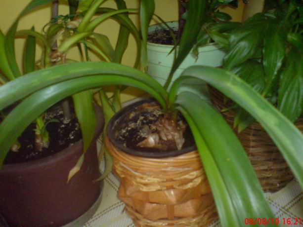 roślina cebulowa, kwitła raz 4 lata temu, kwiaty jaskrawoczerwone, podobne do frezji, to nie hipeastrum / Zmiana rozmiaruDSC00466.JPG Zmiana rozmiaruDSC00466.JPG