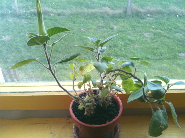 Obrazy iphone 344.jpg