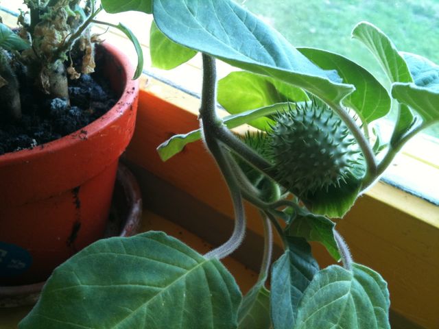 Obrazy iphone 345.jpg