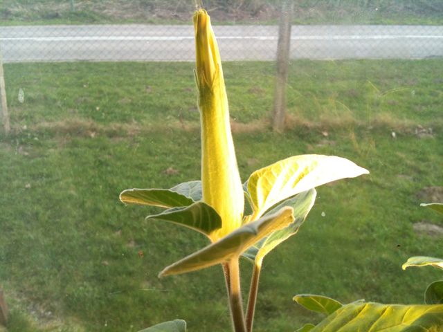 Obrazy iphone 348.jpg