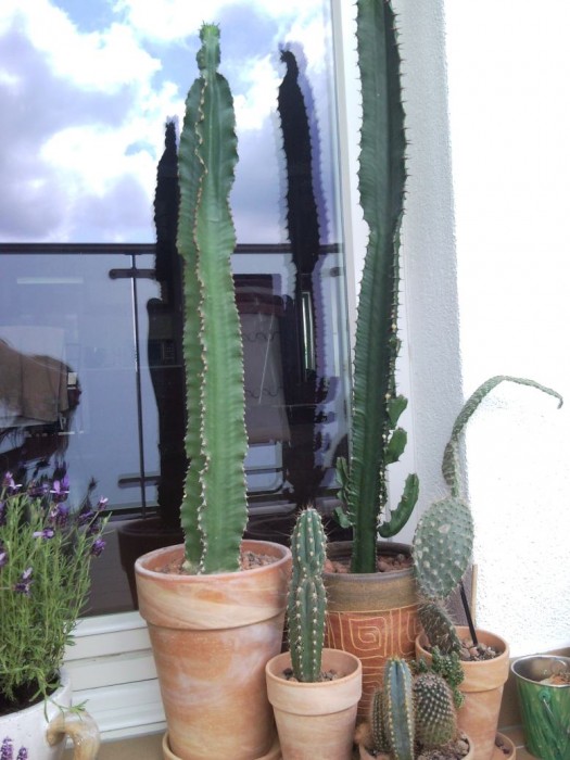 kaktusy fot 1 zmniejszone.jpg