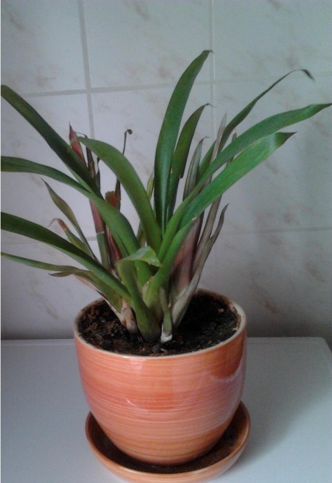 2011-06-19 14.57.32.jpg (232.82 KiB) Przeglądane 1511 razy 2011-06-19 14.57.32.jpg