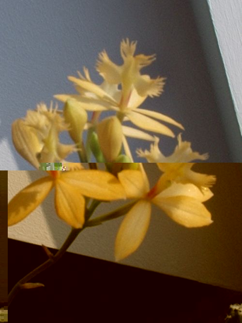 epidendrun balerina1 (3).jpg