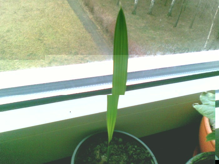 palma królewska.jpg