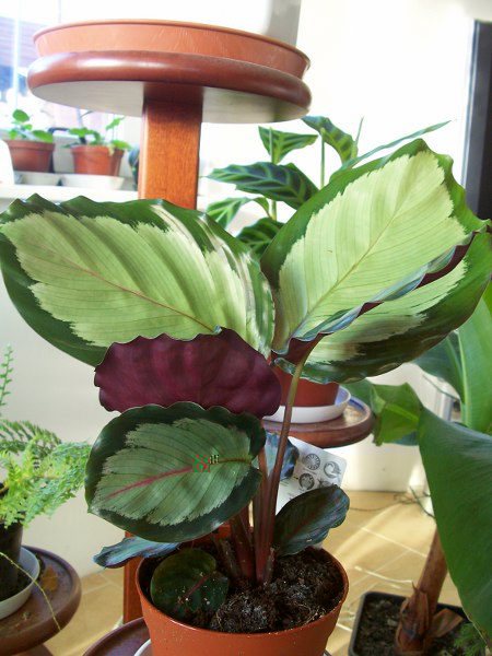 Calathea picturata (1)_450x600.jpg
