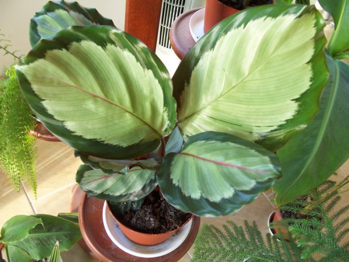 Calathea picturata_800x600.jpg
